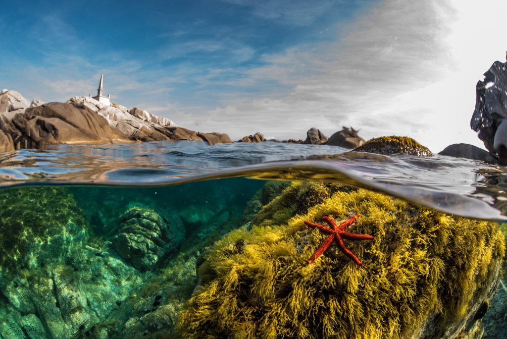 Photo d'une vision sous marine aux Iles Lavezzi, avec une étoile de mer au premier plan