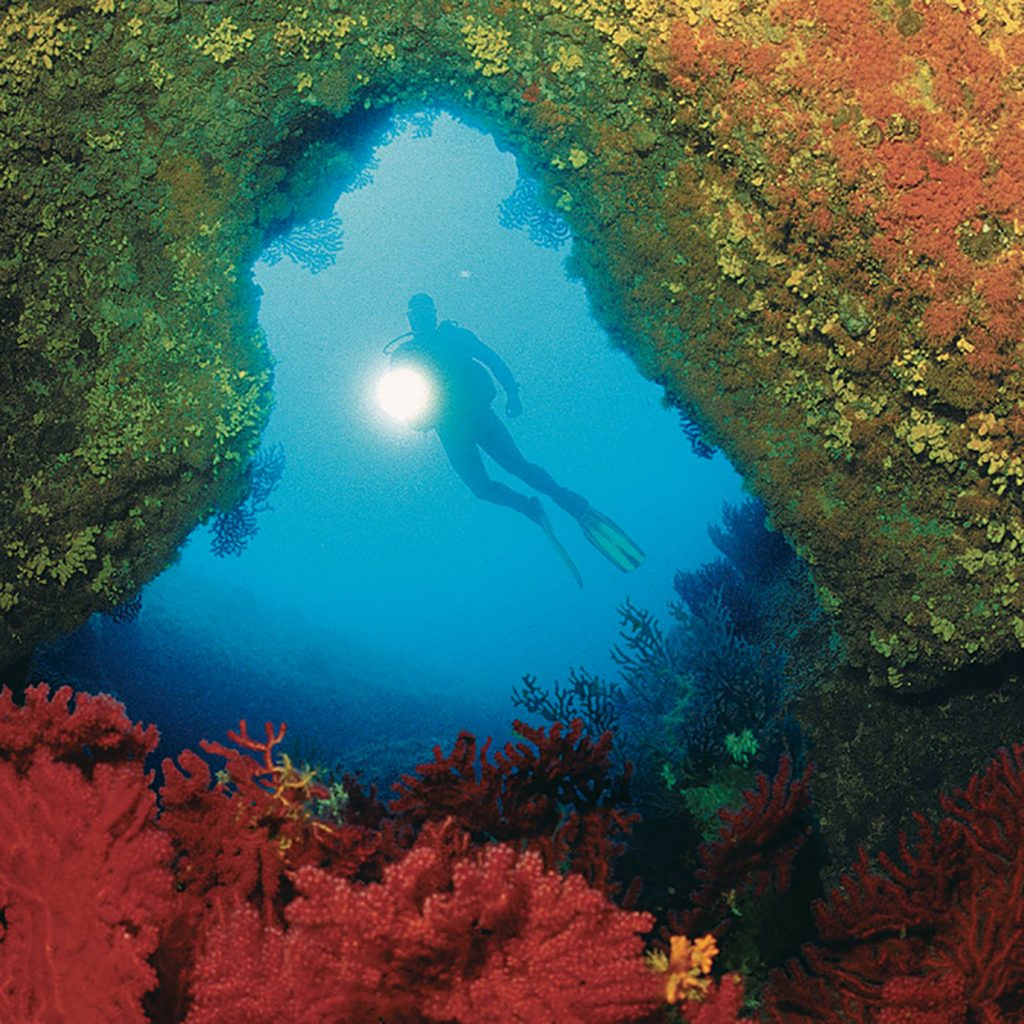 1 hippocampe plongee corse