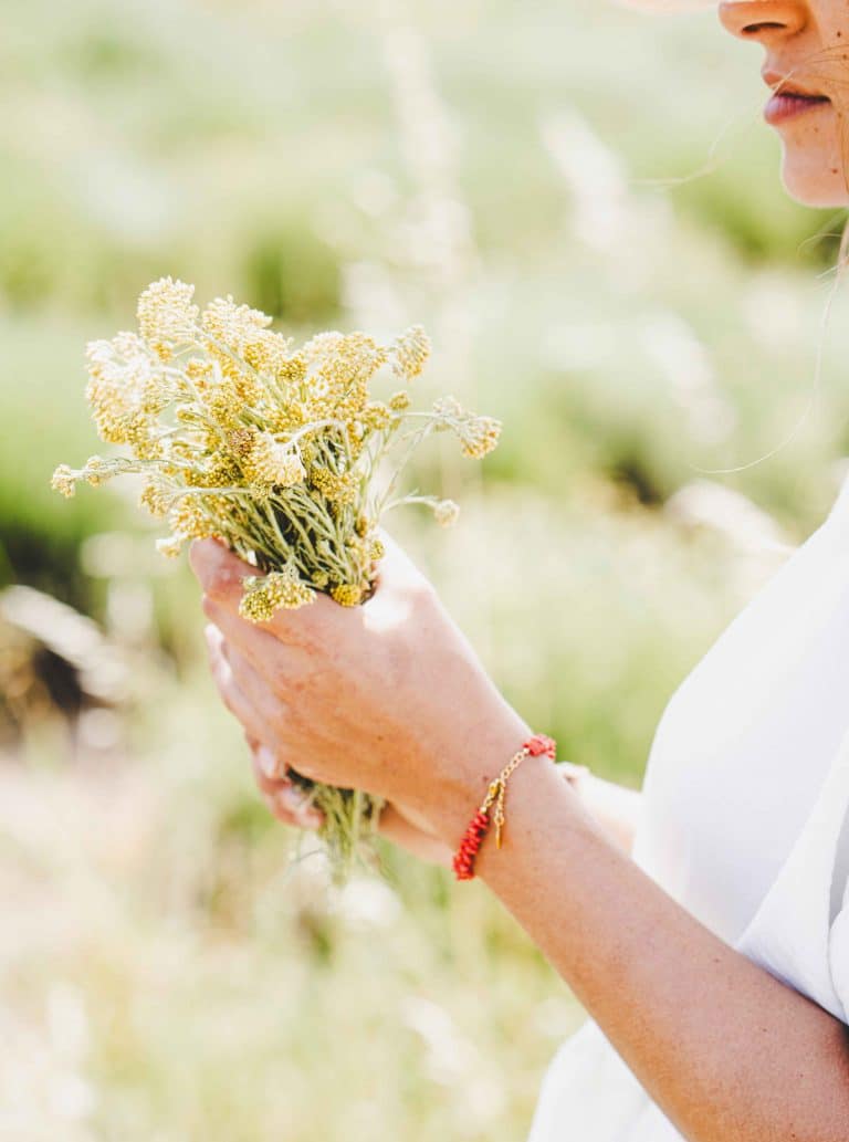 Bouquet d’immortelle aux fleurs jaunes séchées, typique de la Corse