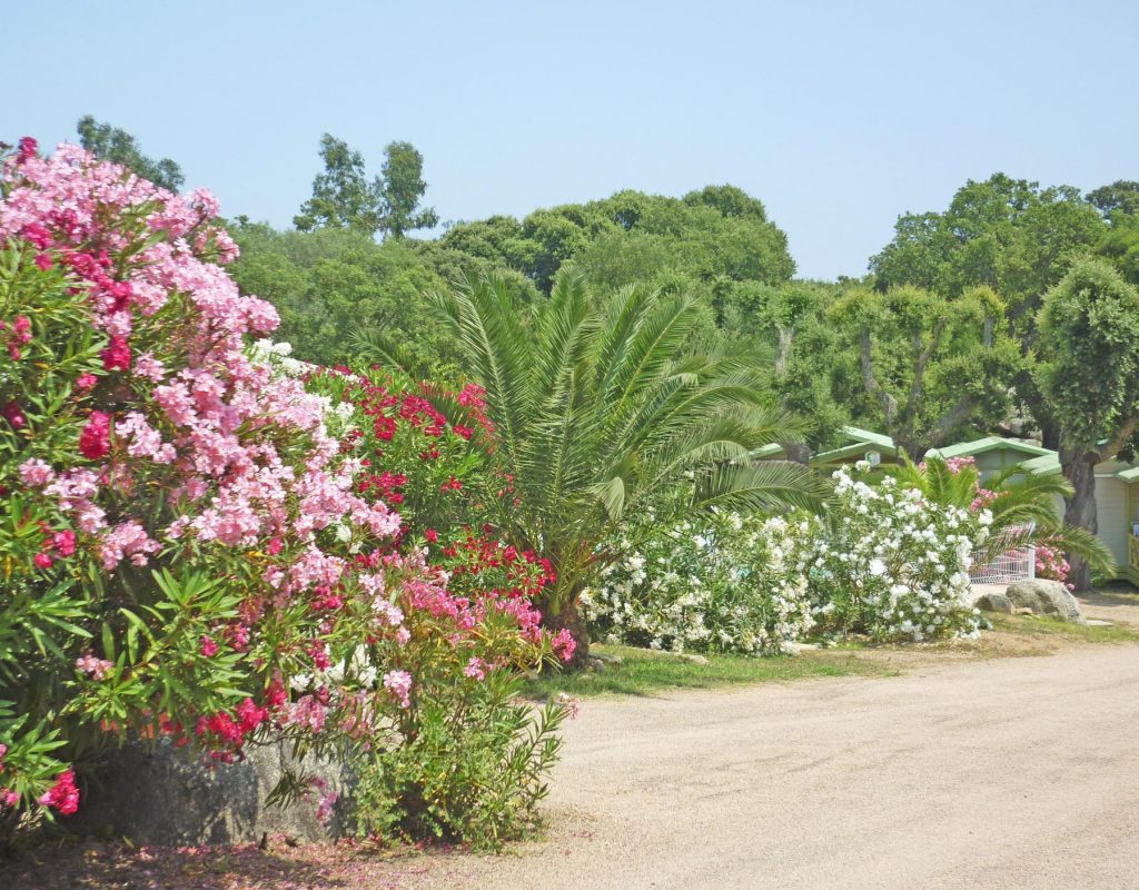 BOUCHERIE DE LECCI