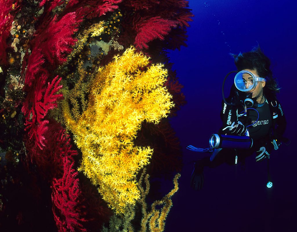 Femme pendant une plongée en bouteille, découvrant la flore sous marine