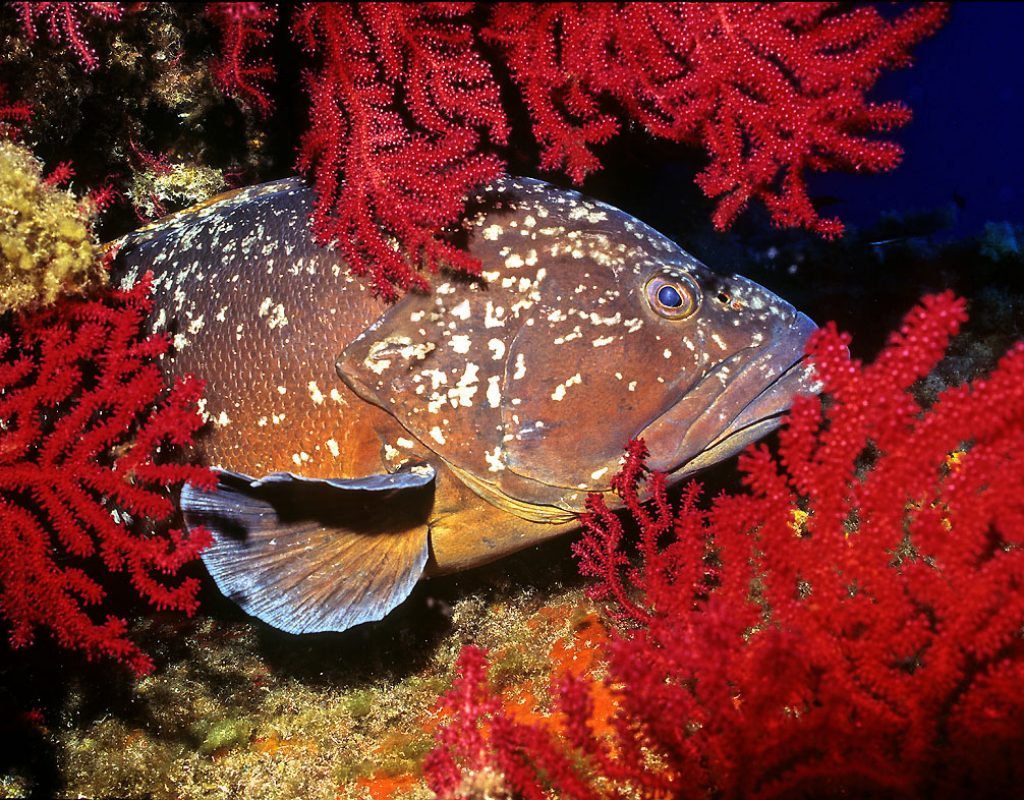 Mérou au milieu des fonds marins