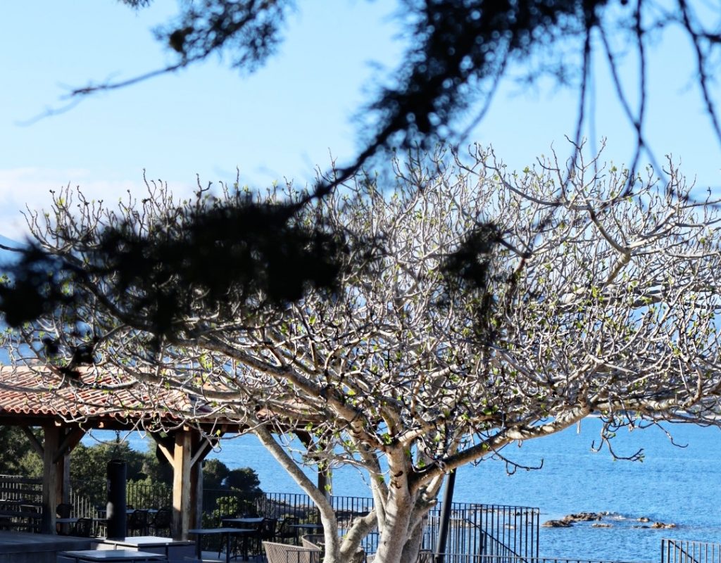 ristorante sul lungomare di paviddonu