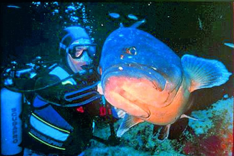 1-kalliste-diving-corsica