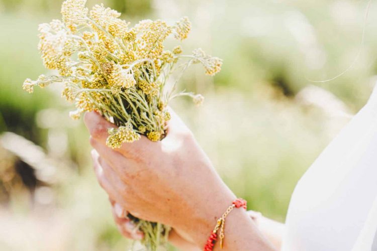 Bouquet d’immortelle aux fleurs jaunes séchées, typique de la Corse