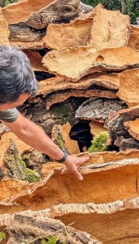 Voici l’optimisation pour cette image : ✅ Texte alternatif (alt) Valère Serra sélectionnant un morceau de liège pour ses créations artisanales à Porto-Vecchio